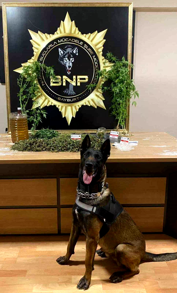 Narkotik köpeği Pablo’nun hassas burnu esrarı ve keneviri yakalattı
