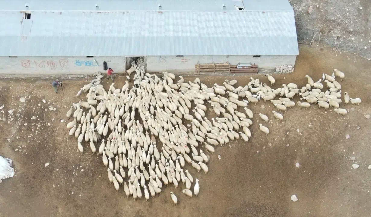 Oğuz Köyü’nde Şavak Aşireti’ne Ait Kuzuların Bakımı Renkli Görüntülere Sahne Oluyor