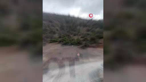 "Ormanın hayaleti" vaşak Kemaliye’de görüntülendi