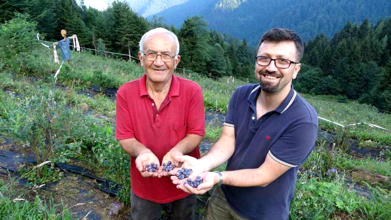 Ormanların arasında bin 500 metrelik rakımda Yaban Mersini bahçesi kurdu