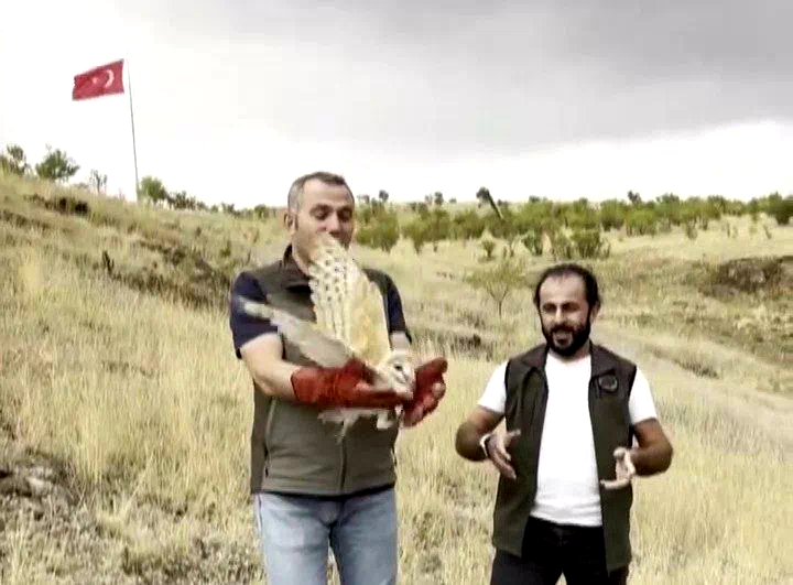 Peçeli baykuş yeniden yaban hayatta