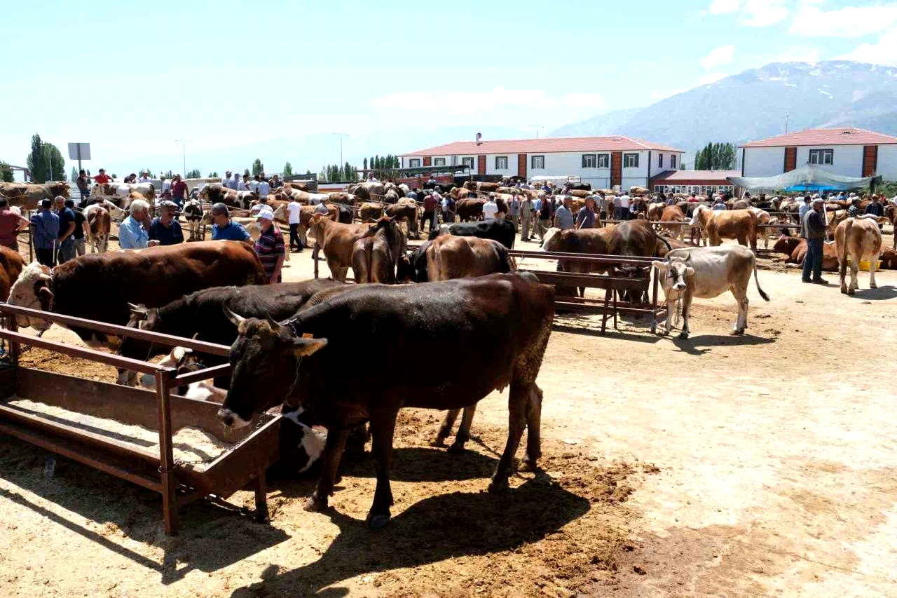 Refahiye’nin 34 köyünde şap karantinası