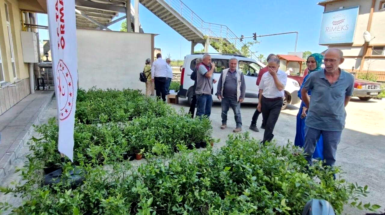 Rize’de 9 bin 500 maviyemiş fidanı üreticilere dağıtıldı