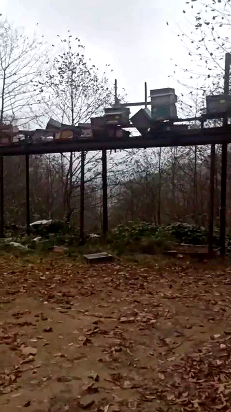 Rize’de ayılara demir profilli tezgah da çare olmadı