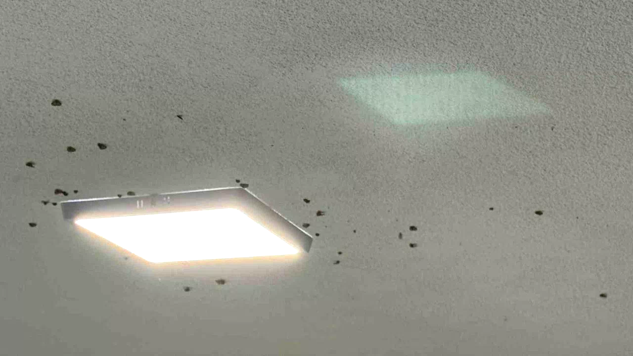 Rize’de bahçelerden sonra evlerde “vampir kelebek” istilası