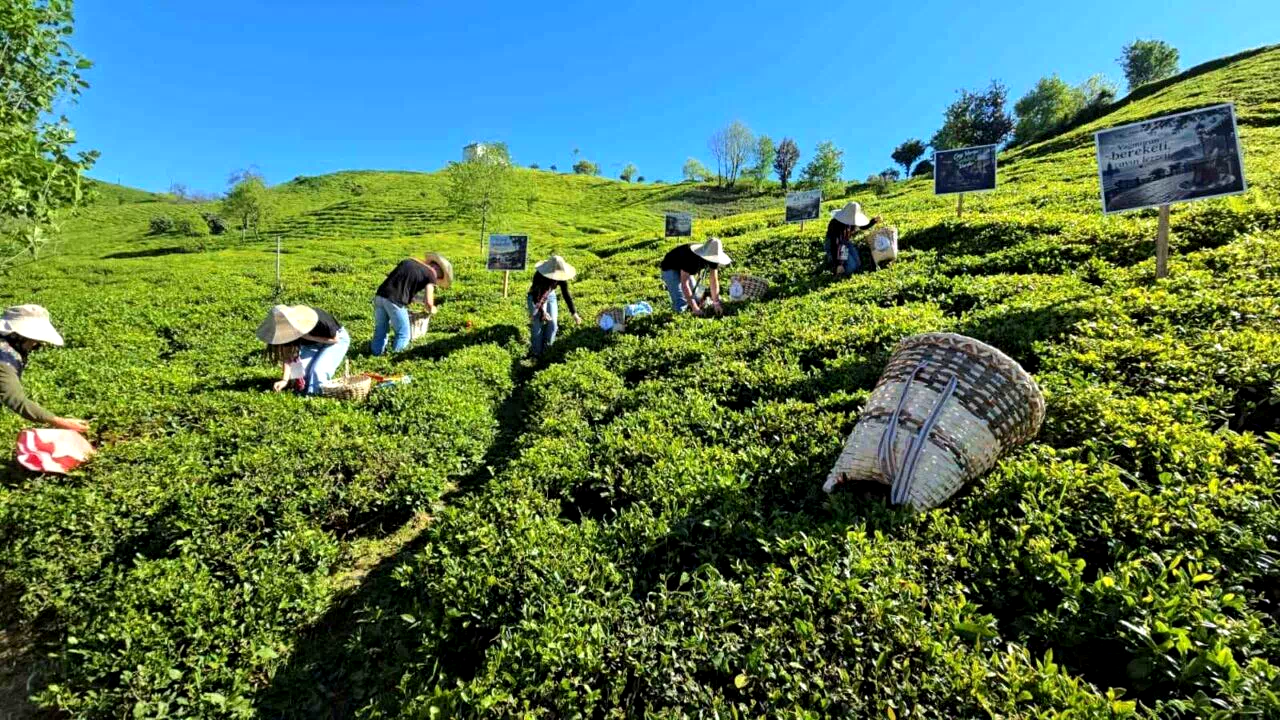 Rize’de çay sezonu karşılama programı düzenlendi