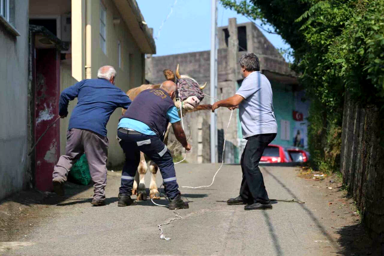 Rize’de kaçan kurbanlık sahiplerini peşinden koşturdu