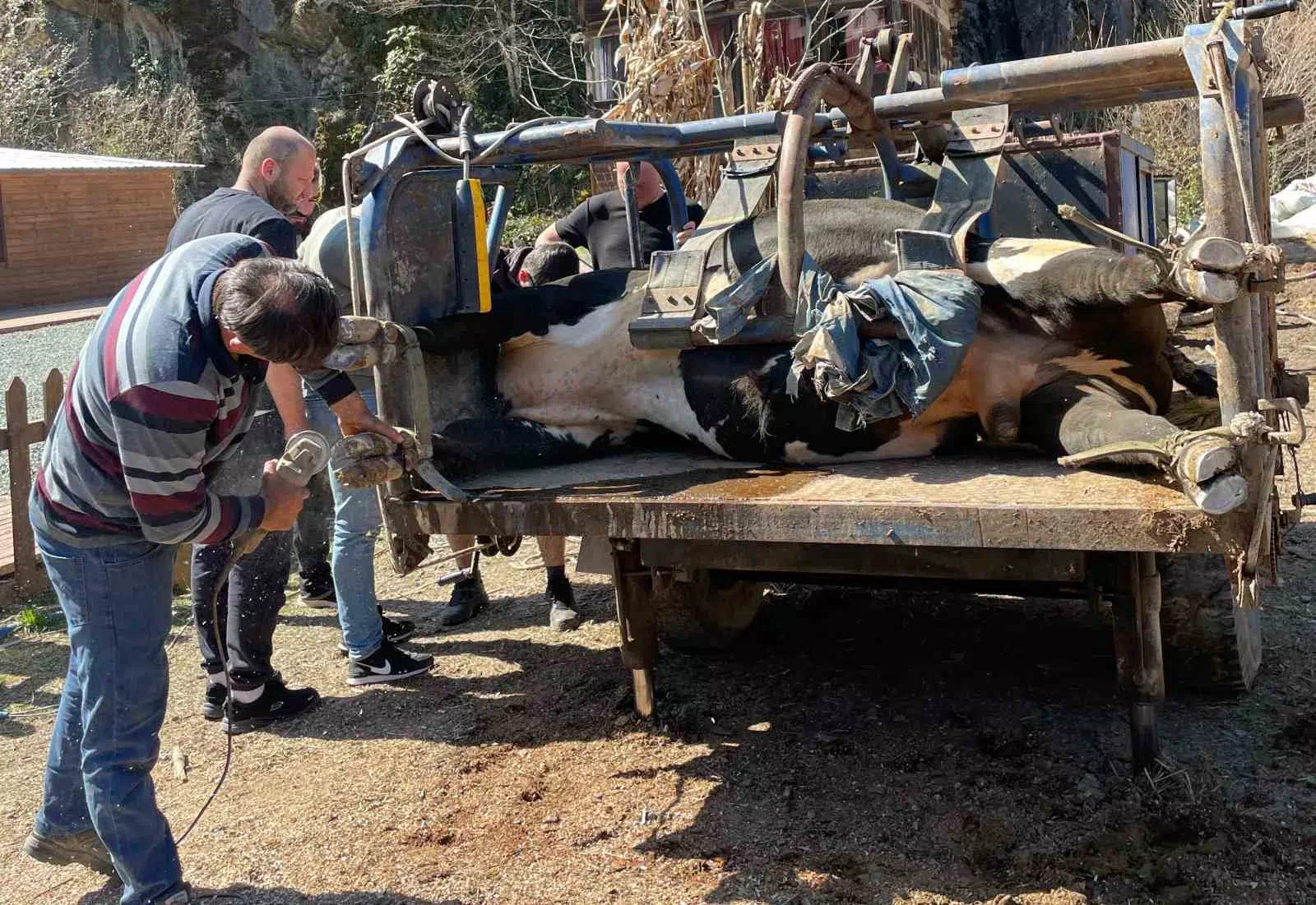 Rize’nin Çamlıhemşin ilçesinde boğa güreşleri için hazırlıklar başladı.