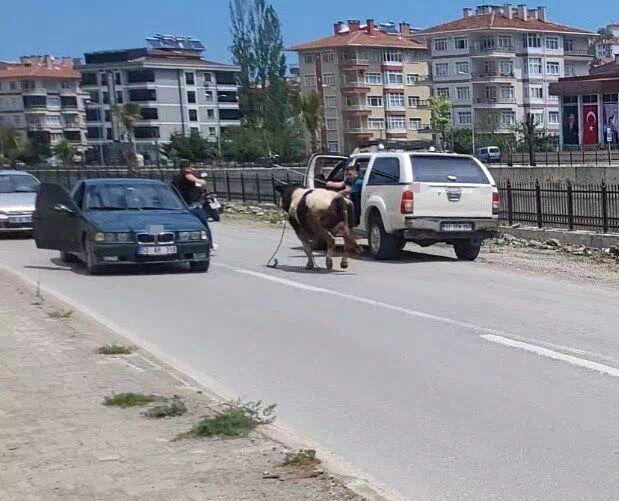 Saatlerce peşinden koştular: Kurbanlık dana ilçeyi birbirine kattı
