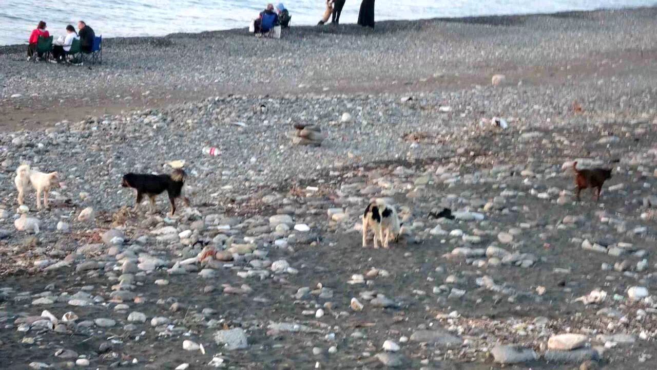 Sahile gidenler sokak köpeği tehdidi altında
