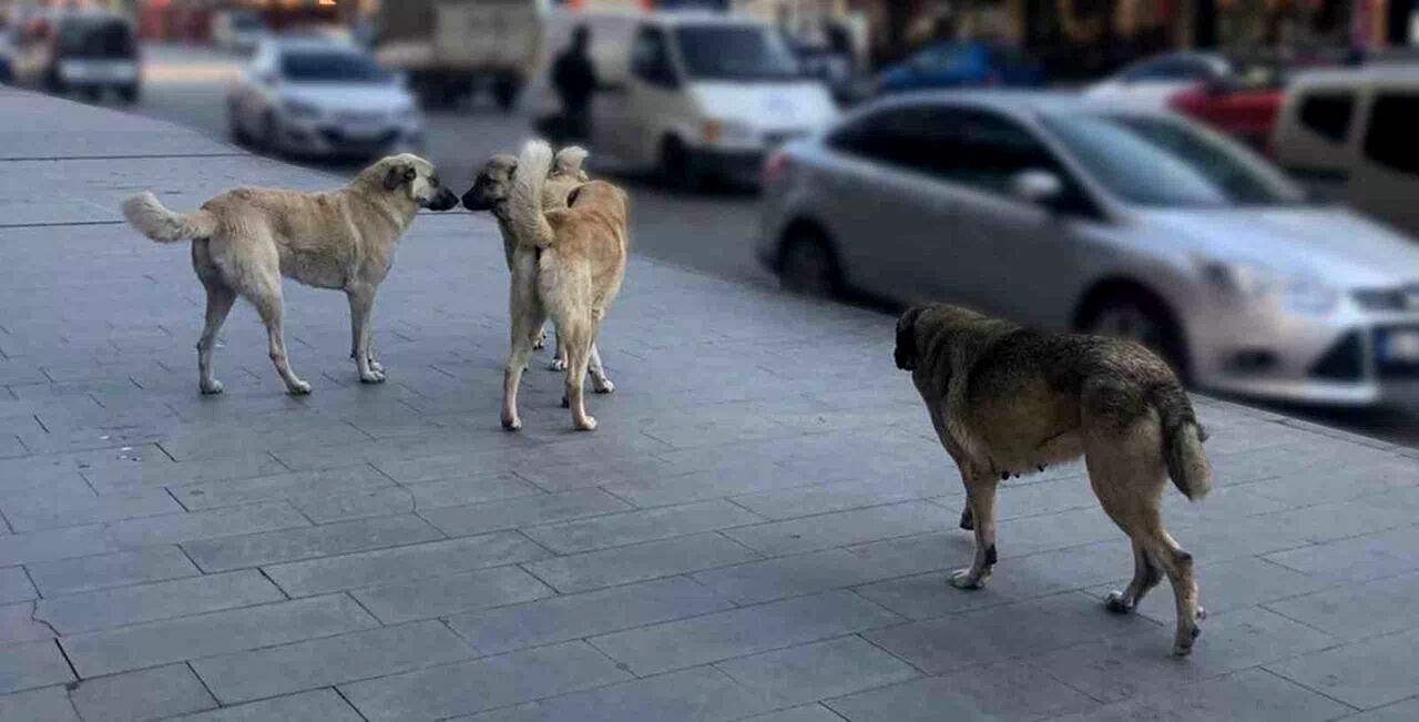 Sahipsiz köpeklerin tamamı yıl sonuna kadar barınaklara alınacak