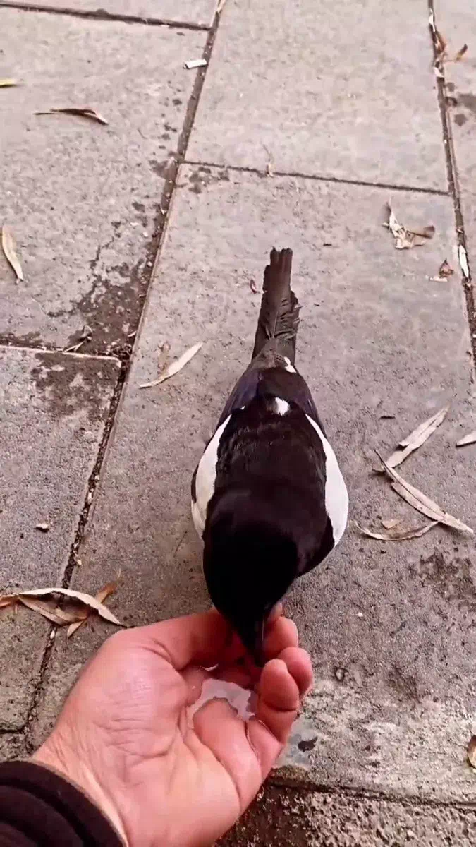 Saksağan, Uzundere ilçesinde esnafın dostu oldu.