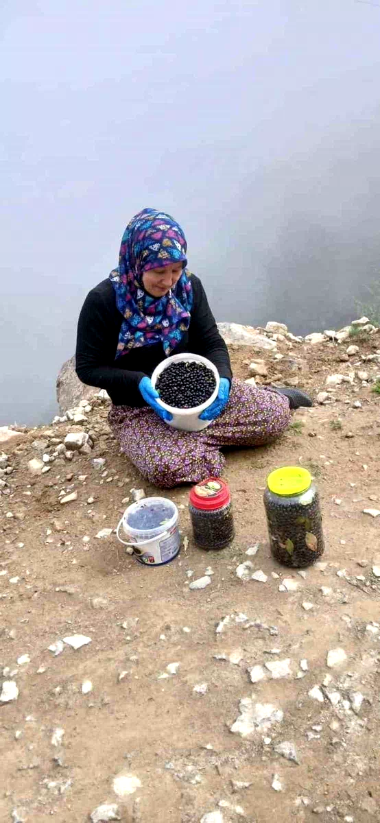 Şalpazarı yaylalarında yaban mersini bereketi