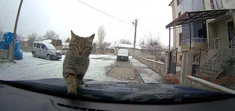 Sevimli kedi araç kamerasında