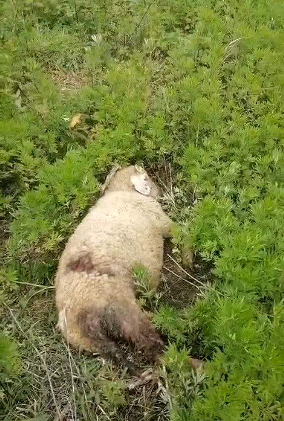 Sinop’ta başıboş köpekler 2 küçükbaş hayvanı telef etti