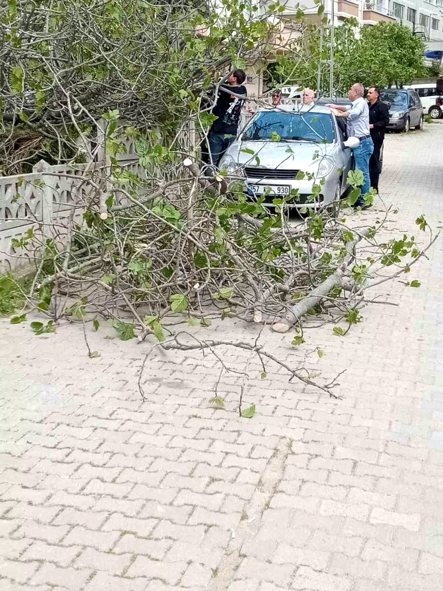 Sinop’ta incir ağacı otomobilin üstüne devrildi