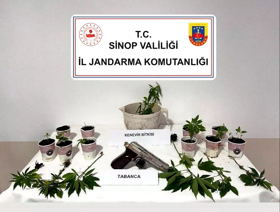 Sinop’ta jandarmadan kenevir operasyonu: 4 şüpheliye adli işlem
