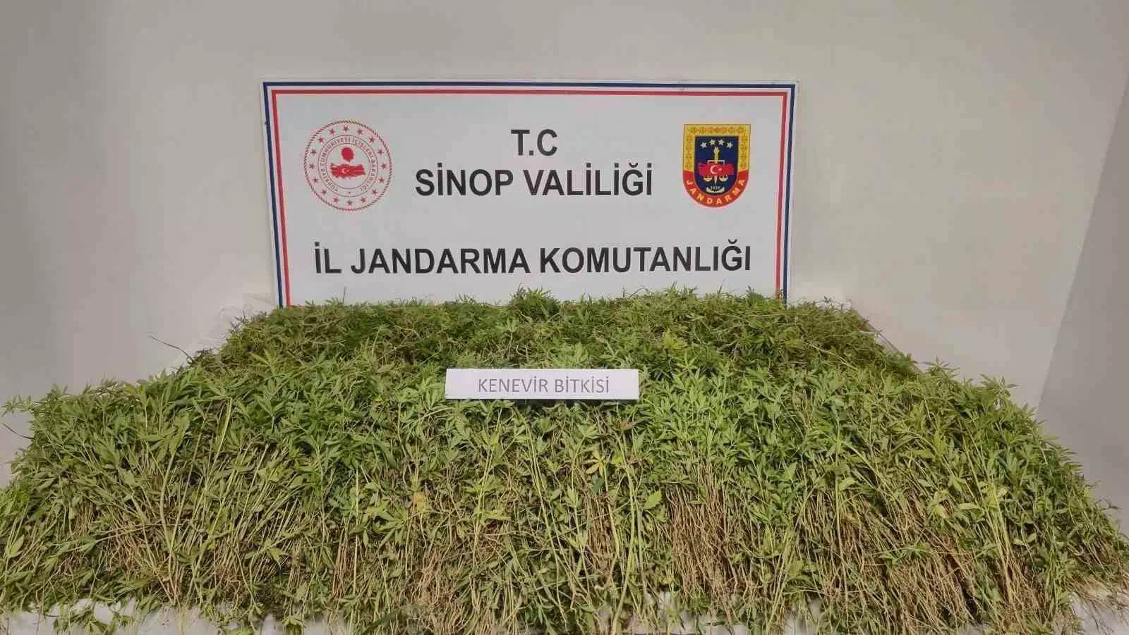 Sinop’ta tarlada 31 bin kök kenevir ele geçirildi