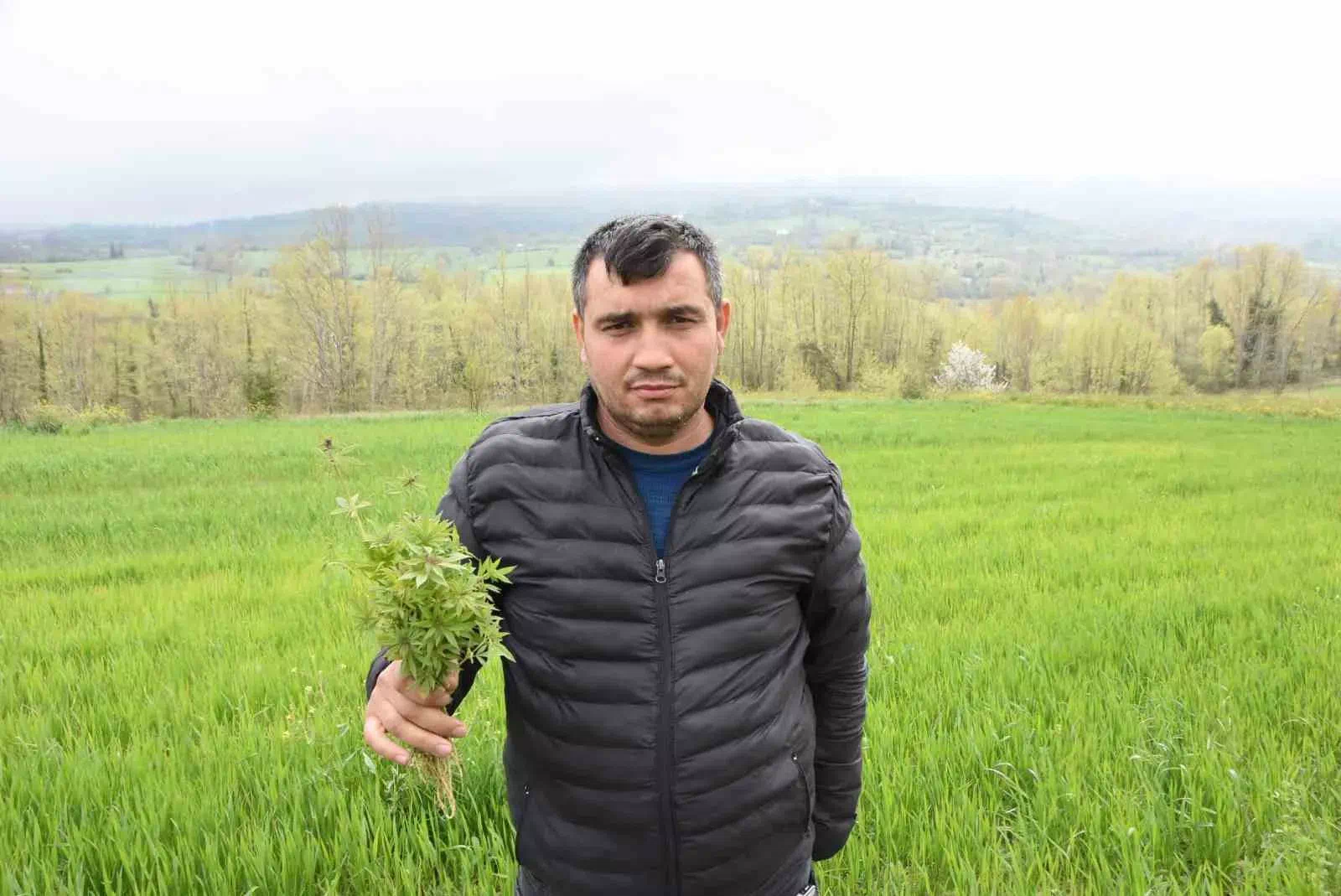 Sinop’ta tarlasında kenevir ele geçirilen çiftçi: “Yasa dışı iş yapmadık, valilik rencide etti”