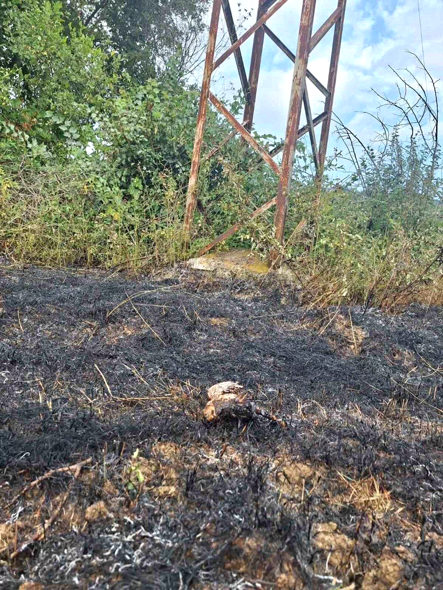 Sinop’ta yüksek gerilim hattına konan kuş yangına neden oldu