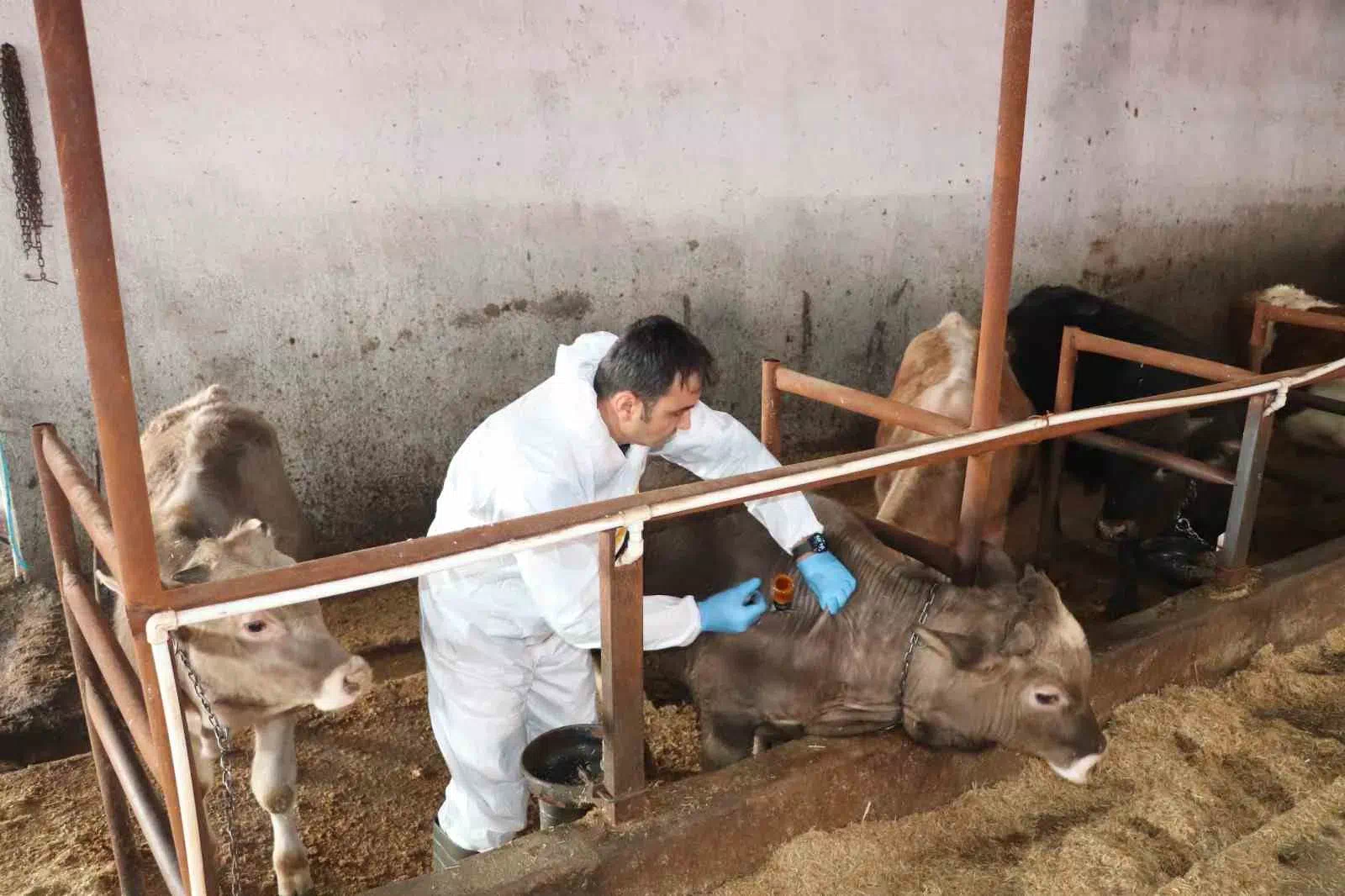 Sivas İl Tarım ve Orman Müdürlüğü, Şap Hastalığıyla Mücadelede Kampanya Başlattı