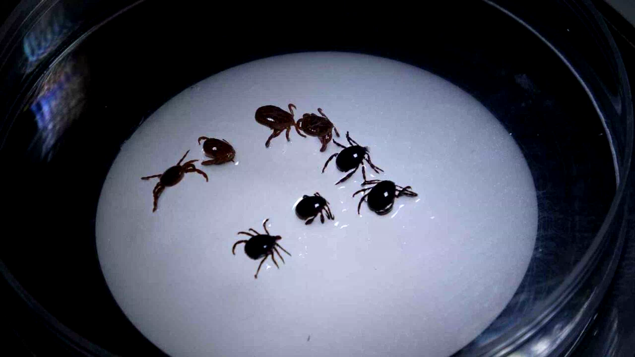 Sivas’ta 8 kişiye KKKA tanısı konuldu, 1 kişi hayatını kaybetti