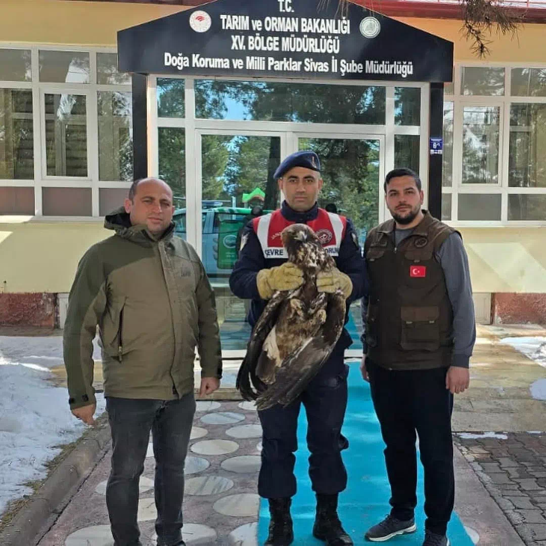 Sivas’ta jandarma ekipleri tarafından bulunan yaralı Kızılşahin ile vatandaşlar tarafından teslim edilen yaralı Kaya Kartalı, Doğa Koruma ve Milli Parklar İl Müdürlüğü’ne ulaştırıldı.