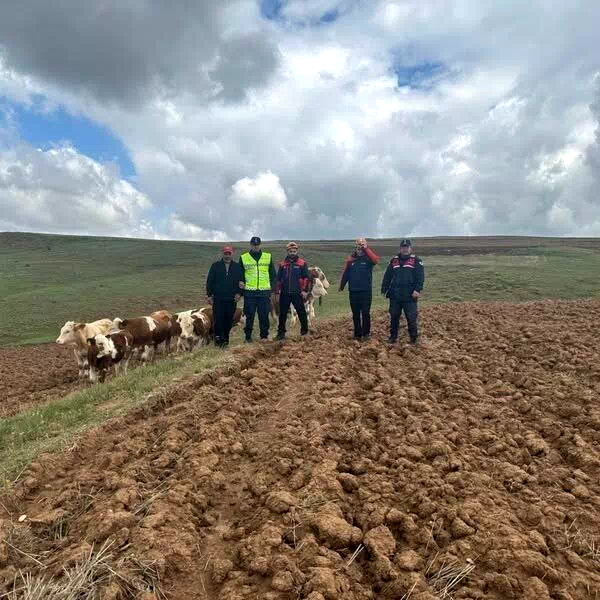 Sivas’ta kaybolan 9 büyükbaş hayvan, dronla bulundu