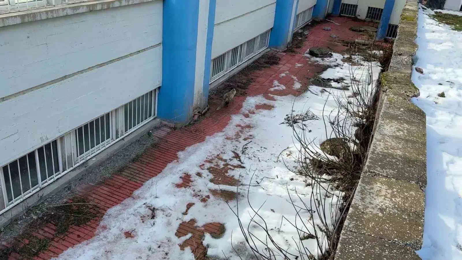 Sivas’ta Tilki İtfaiye ve Milli Parklar Ekiplerini Kıskandırdı.