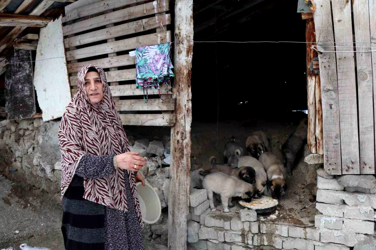 Sokak köpeği 10 yavru doğurdu, sahip çıkan kadın çaresiz kaldı