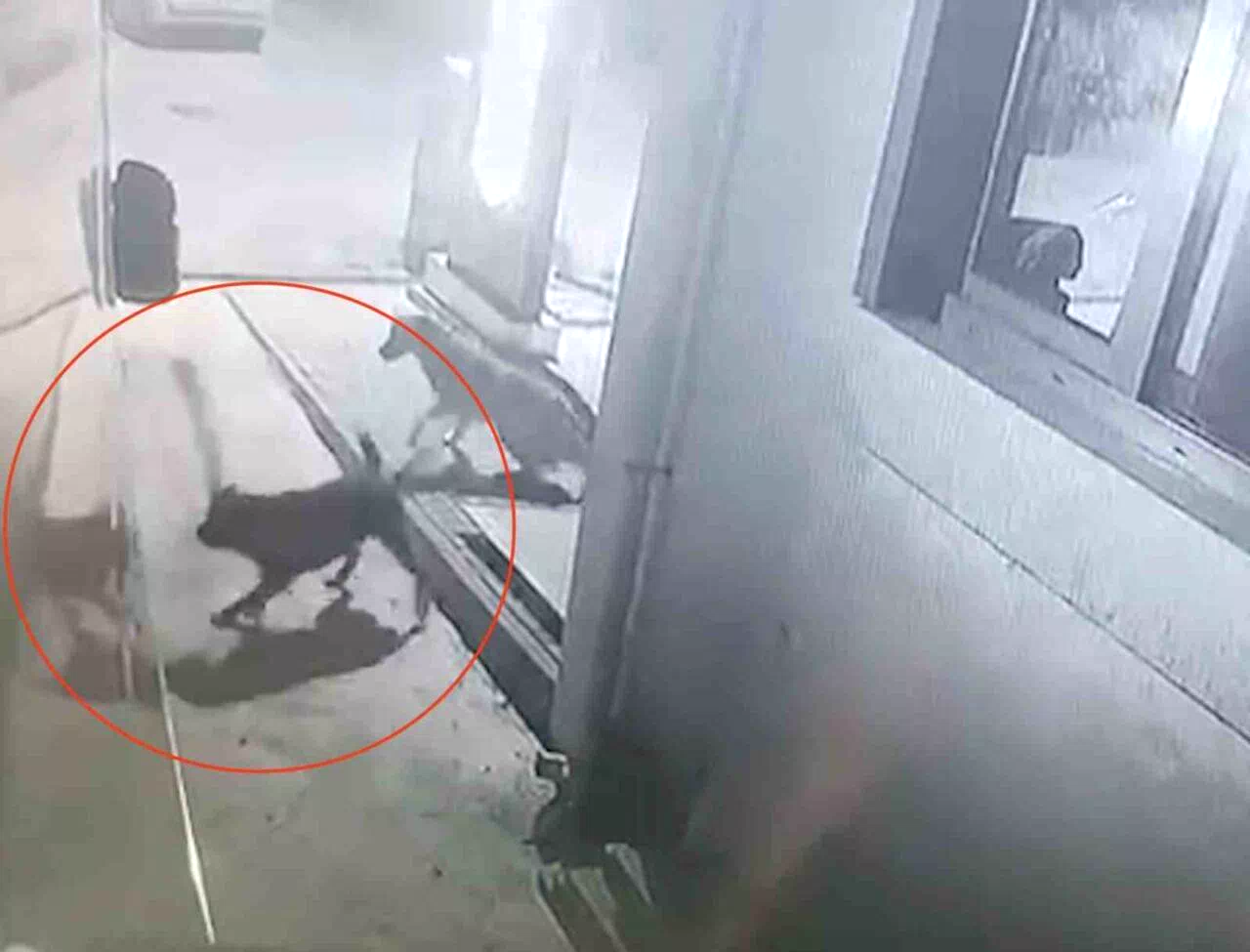 Sokak köpekleri karavanın tamponunu parçaladı
