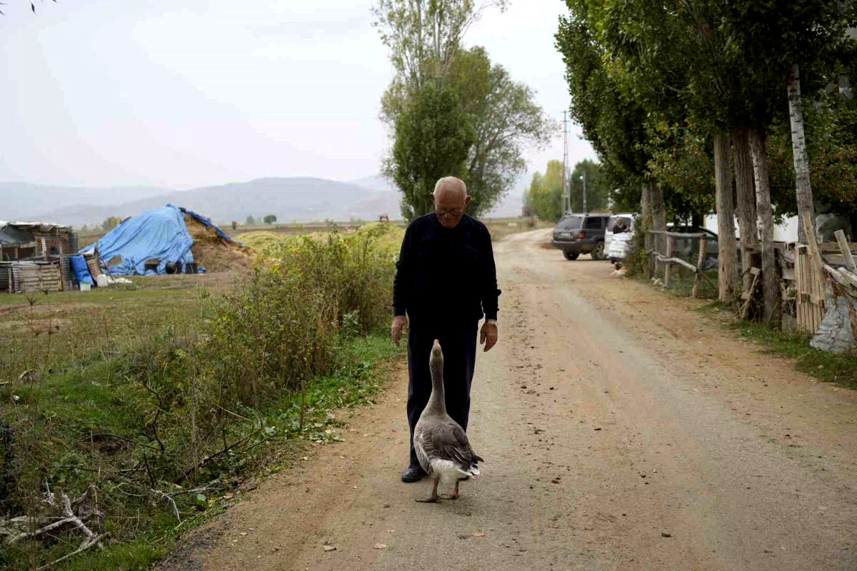 Sürünün dışladığı kaz, İsmail dedenin peşini bırakmıyor