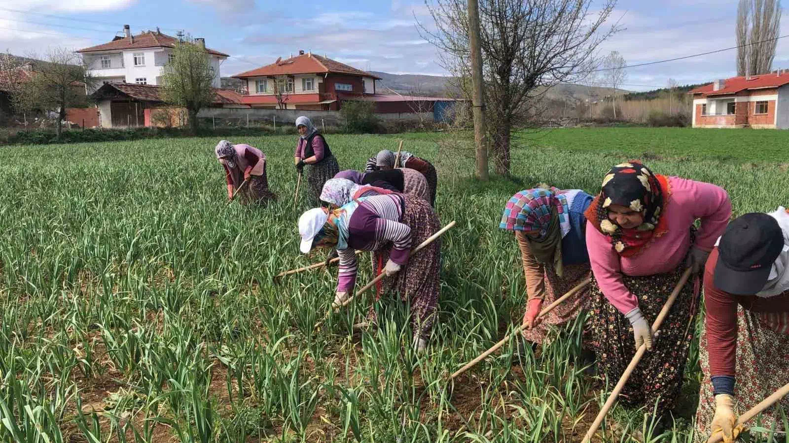 Taşköprü Sarımsağının Çapalama Dönemi Başladı.