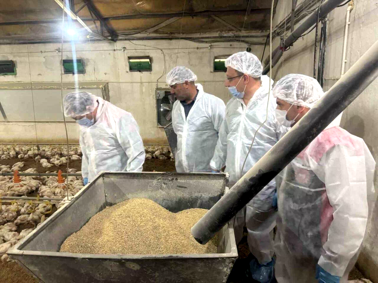 Tavuk eti üretimi Mayıs ayında yüzde 1,8 arttı