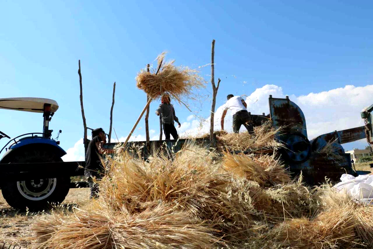 Tercan’da hububat tarlalarında hasat başladı