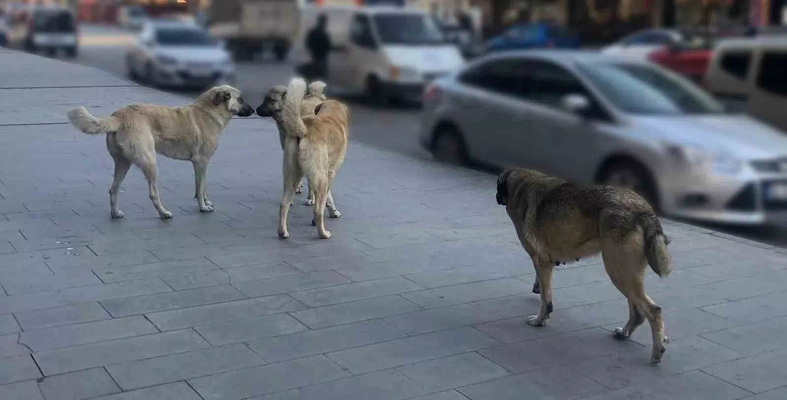 Tercan’da Sokak Köpekleri Endişe Yaratıyor