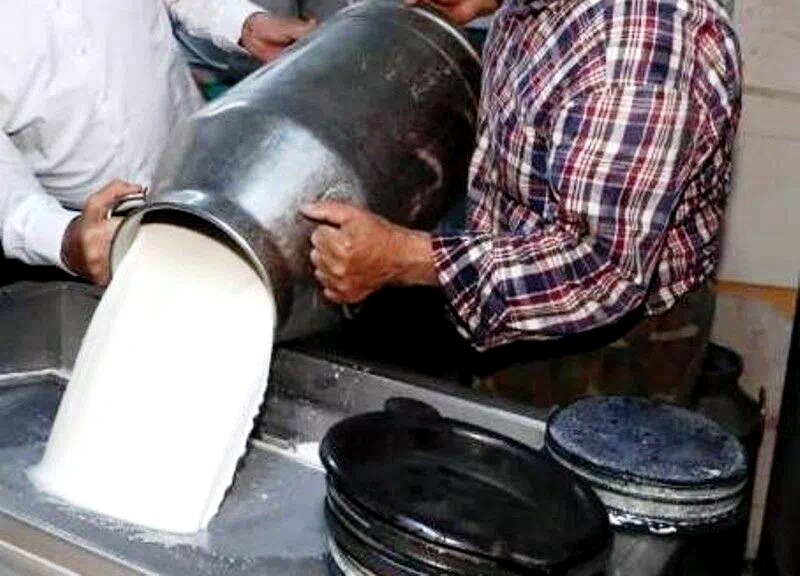 Ticari süt işletmelerince 981 bin 10 ton inek sütü toplandı