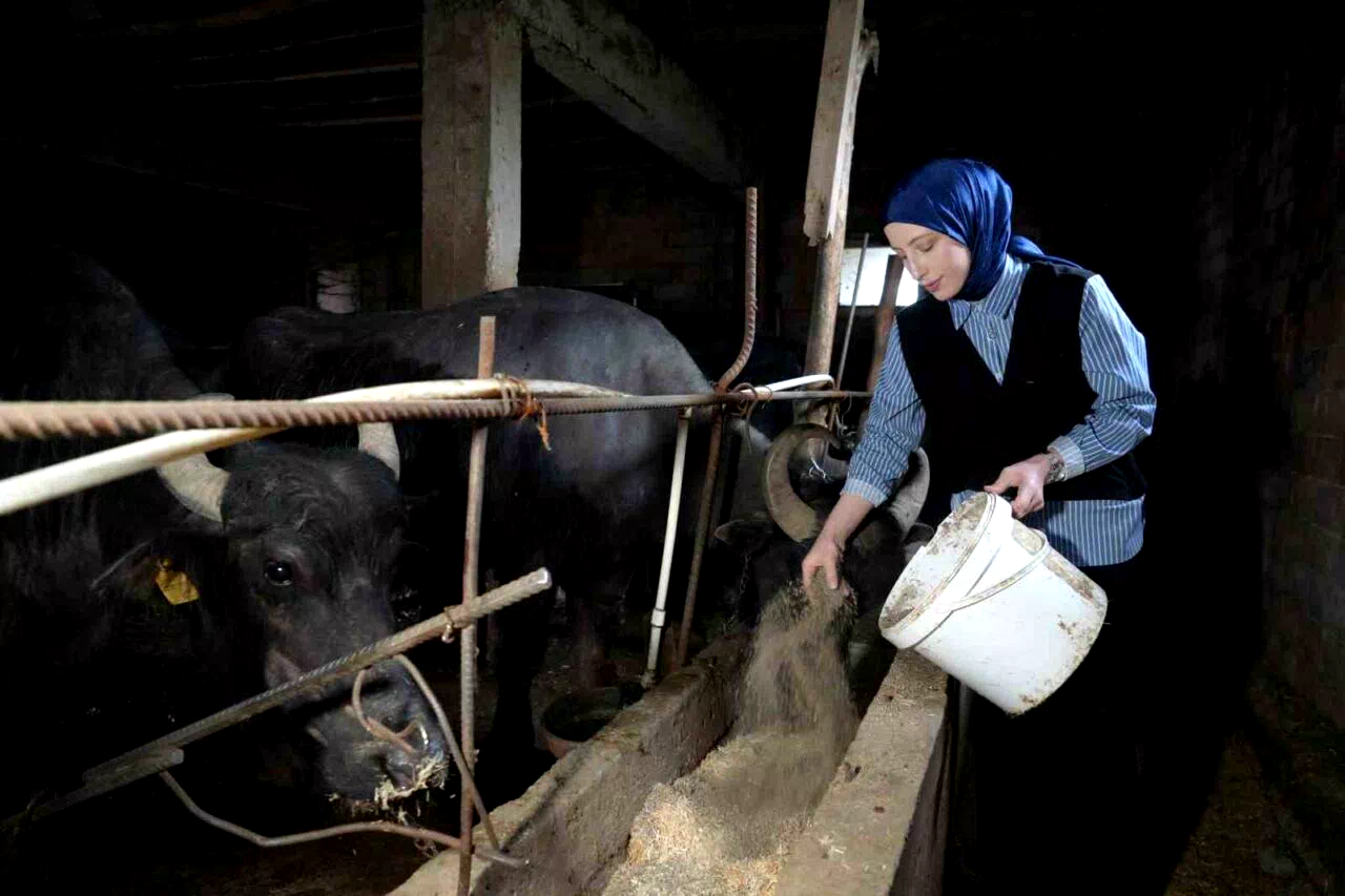 Ticari süt işletmelerince 999 bin 348 ton inek sütü toplandı