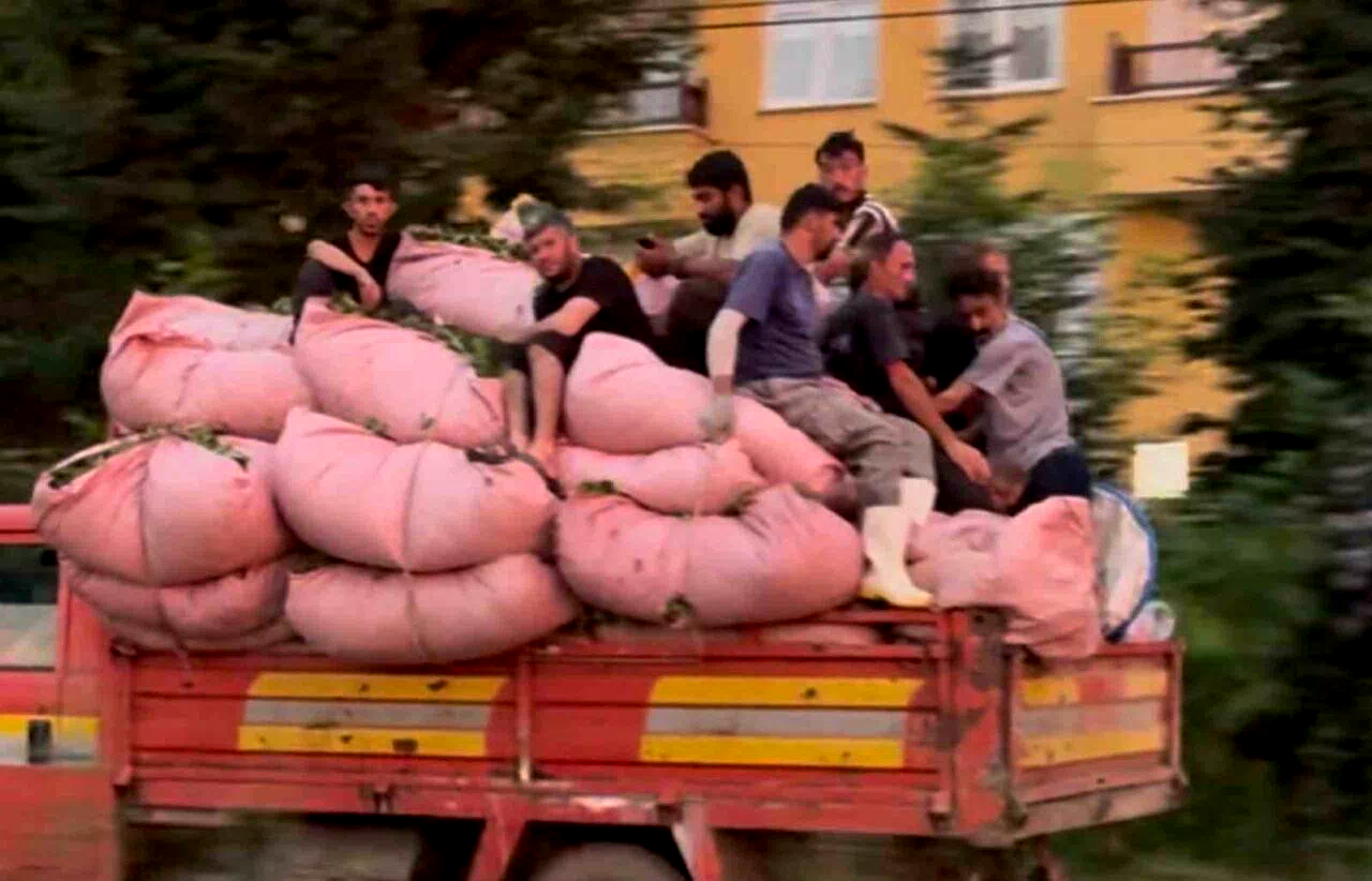 Tıka basa çay dolu kamyonun kasasında tehlikeli yolculuk