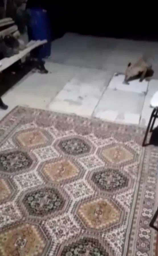 Tilki ve sansar, Erzincan’da aynı evin müdavimi oldu