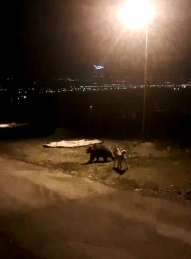 Tilkiler şehir merkezinde, ayılar köylerde görüldü