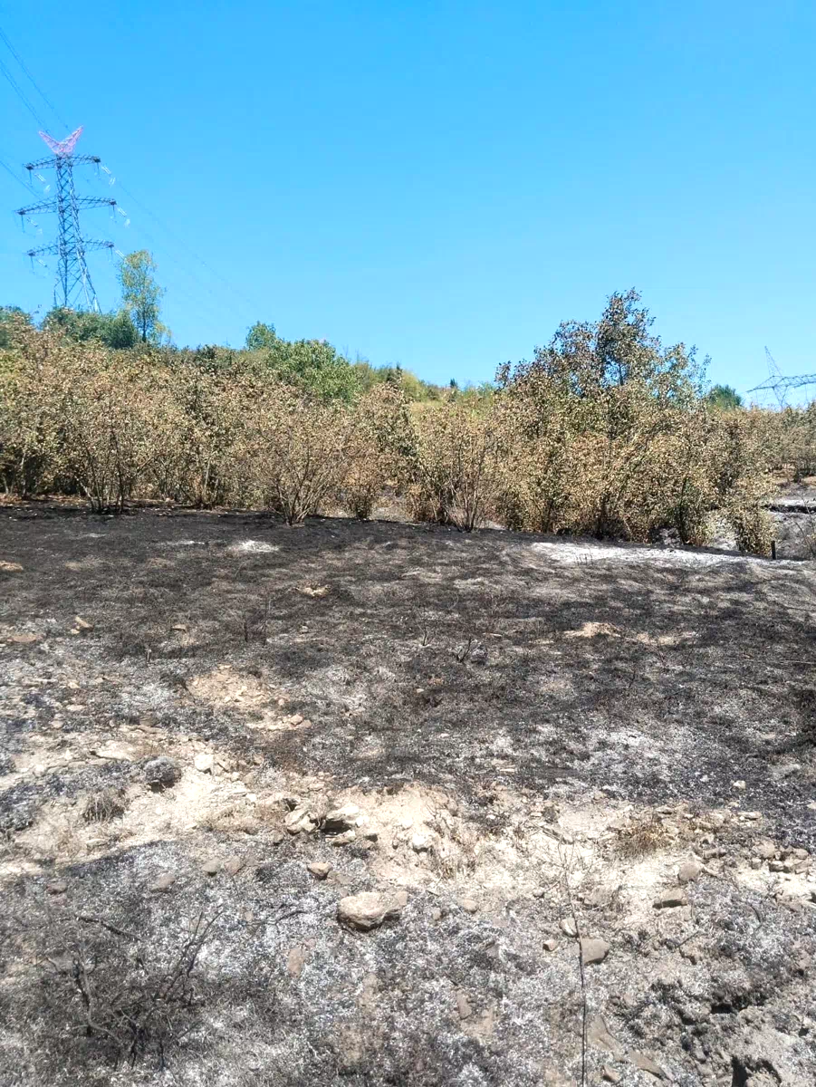 Tırpan motoru fındık bahçesini yaktı