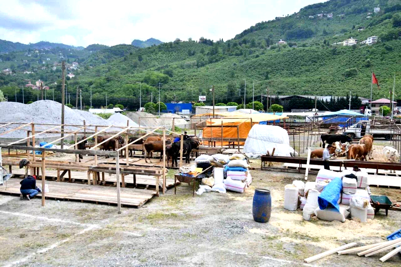 Trabzon’a Kurban Bayramı öncesinde kurbanlıklar gelmeye başladı