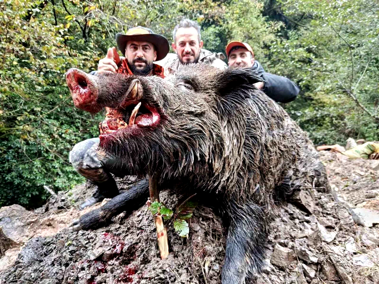 Trabzon’da sürek avında 300 kg’lık domuz fişeklerin hedefi oldu