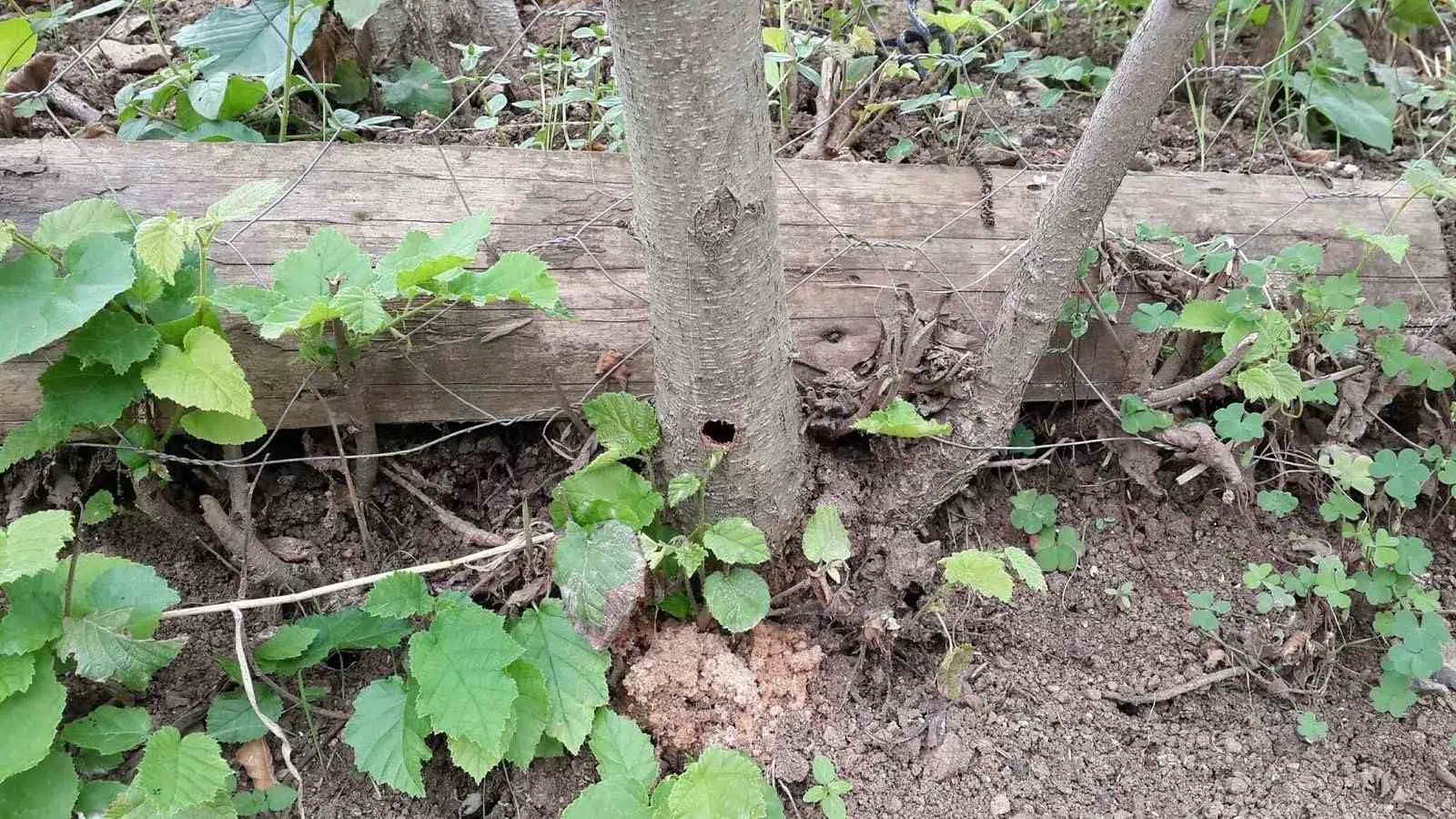“Trabzon’da Turunçgil Uzun Antenli Böceği ile İlaçlama Çalışmaları Tamamlandı”