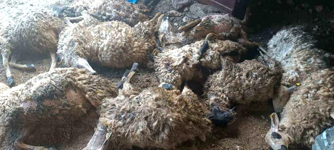 Tunceli’de izdiham oluşan ağılda 11 koyun telef oldu