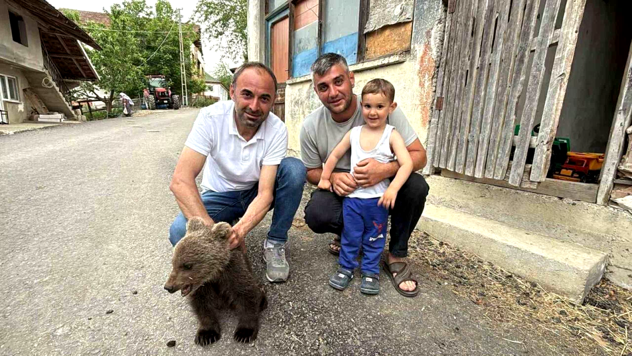 Türkeli’de annesiz bulunan yavru ayı kurtarıldı