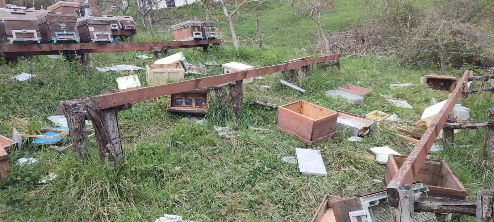 Türkeli’de ayı saldırısı: 23 arı kovanı parçalandı