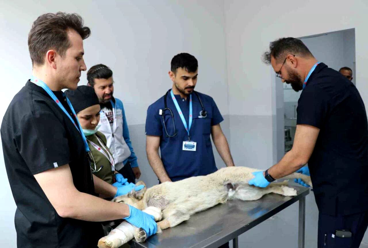 Üniversite desteğiyle en az 200 sokak köpeği kısırlaştırıldı