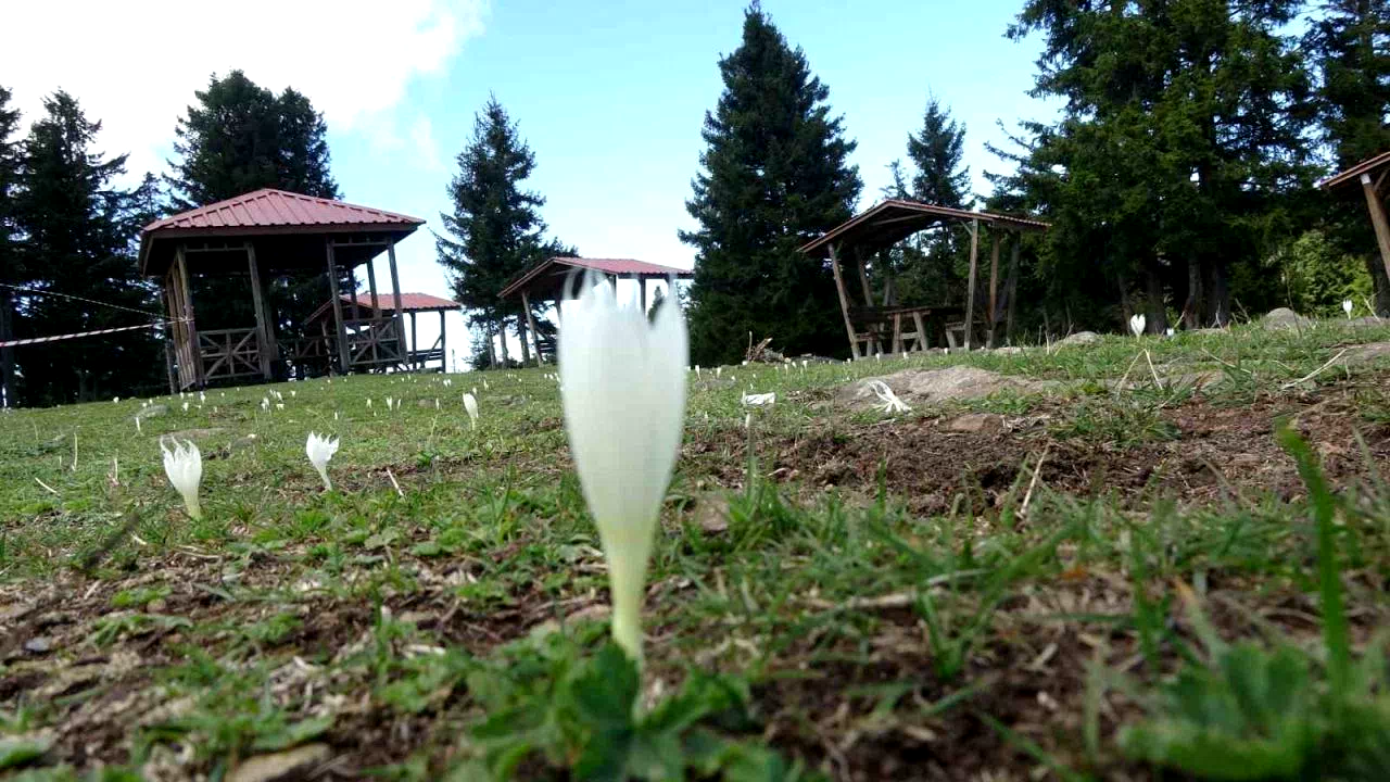 Vargitler açtı, yaylalar sessizliğe büründü